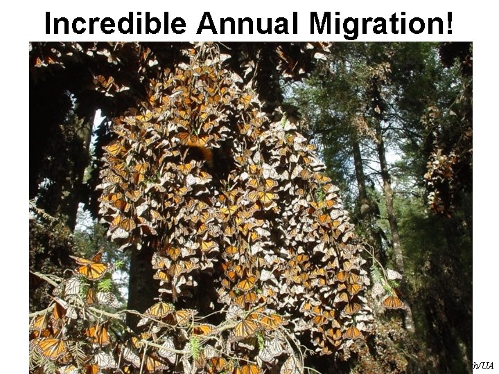 Incredible Annual Migration! Ellsworth/UA 