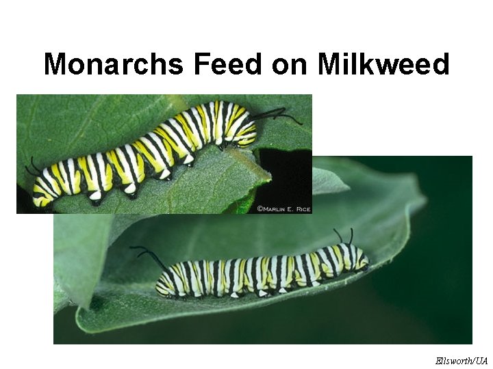 Monarchs Feed on Milkweed Ellsworth/UA 
