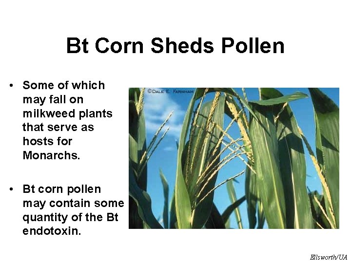Bt Corn Sheds Pollen • Some of which may fall on milkweed plants that Bt Corn Sheds Pollen • Some of which may fall on milkweed plants that