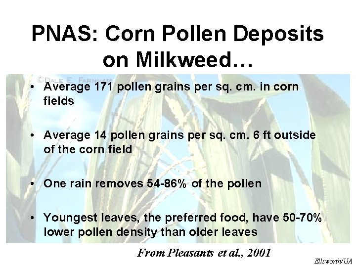 PNAS: Corn Pollen Deposits on Milkweed… • Average 171 pollen grains per sq. cm.