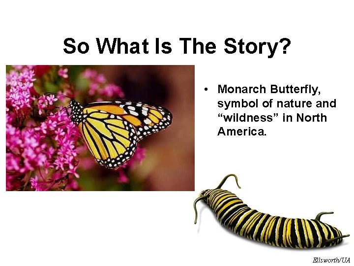 So What Is The Story? • Monarch Butterfly, symbol of nature and “wildness” in