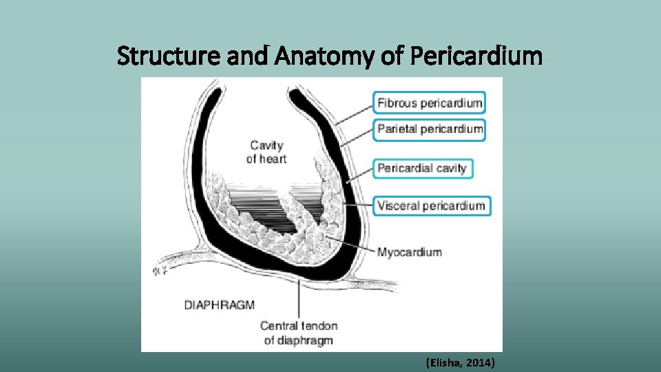 Structure and Anatomy of Pericardium (Elisha, 2014) 