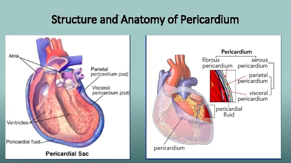 Structure and Anatomy of Pericardium 