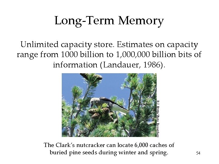 Long-Term Memory Unlimited capacity store. Estimates on capacity range from 1000 billion to 1, Long-Term Memory Unlimited capacity store. Estimates on capacity range from 1000 billion to 1,