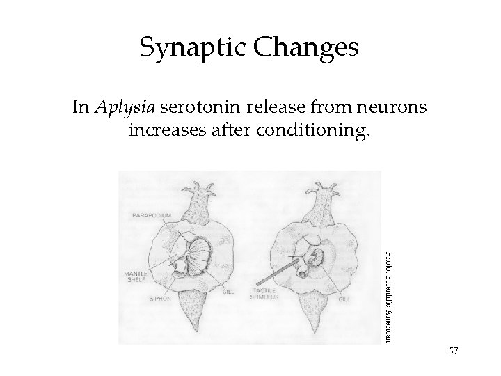 Synaptic Changes In Aplysia serotonin release from neurons increases after conditioning. Photo: Scientific American Synaptic Changes In Aplysia serotonin release from neurons increases after conditioning. Photo: Scientific American