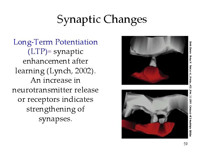 Synaptic Changes Both Photos: From N. Toni et al. , Nature, 402, Nov. 25 Synaptic Changes Both Photos: From N. Toni et al. , Nature, 402, Nov. 25