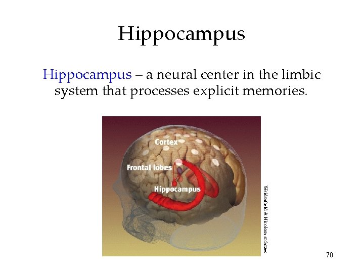 Hippocampus – a neural center in the limbic system that processes explicit memories. Weidenfield Hippocampus – a neural center in the limbic system that processes explicit memories. Weidenfield