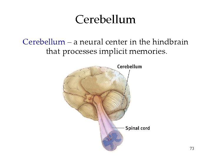 Cerebellum – a neural center in the hindbrain that processes implicit memories. 73 Cerebellum – a neural center in the hindbrain that processes implicit memories. 73
