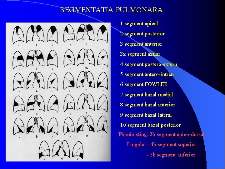 SEGMENTATIA PULMONARA 1 segment apical 2 segment posterior 3 segment anterior 3 x segment