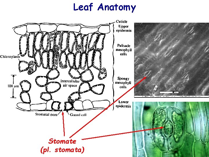 Leaf Anatomy Stomate (pl. stomata) 