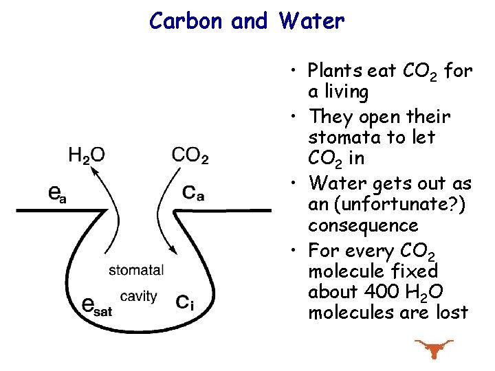 Carbon and Water • Plants eat CO 2 for a living • They open