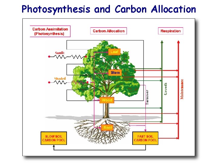 Photosynthesis and Carbon Allocation 