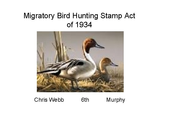 Migratory Bird Hunting Stamp Act of 1934 Chris Webb 6 th Murphy 