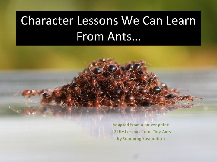 Character Lessons We Can Learn From Ants… Adapted from a power point: 12 Life