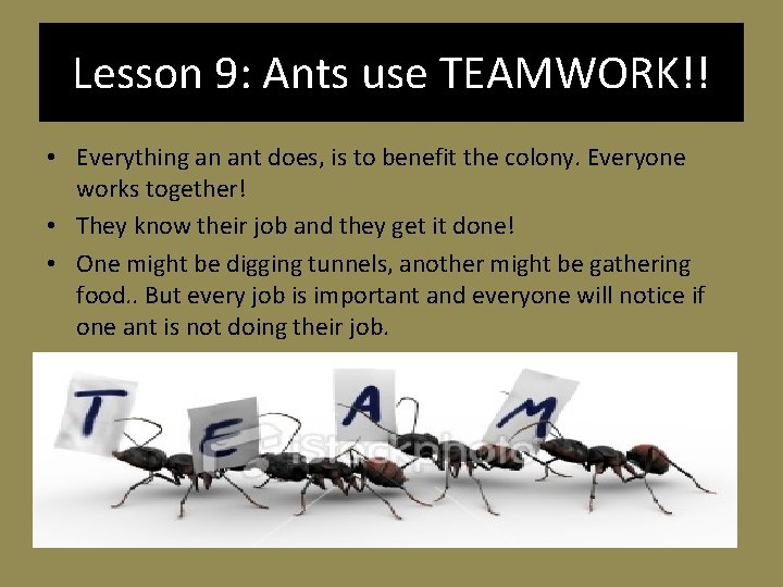 Lesson 9: Ants use TEAMWORK!! • Everything an ant does, is to benefit the