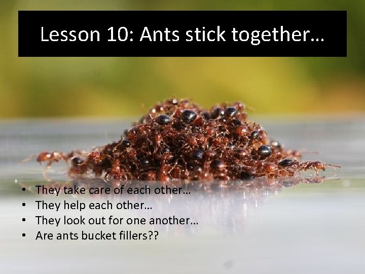 Lesson 10: Ants stick together… • • They take care of each other… They