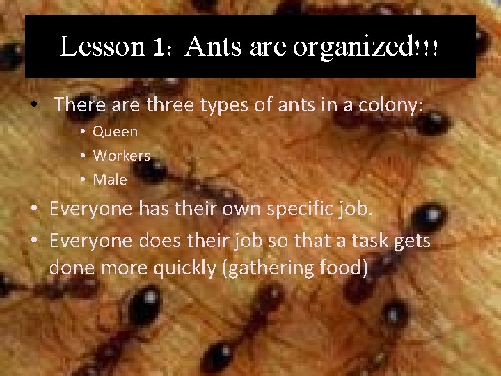 Lesson 1: Ants are organized!!! • There are three types of ants in a