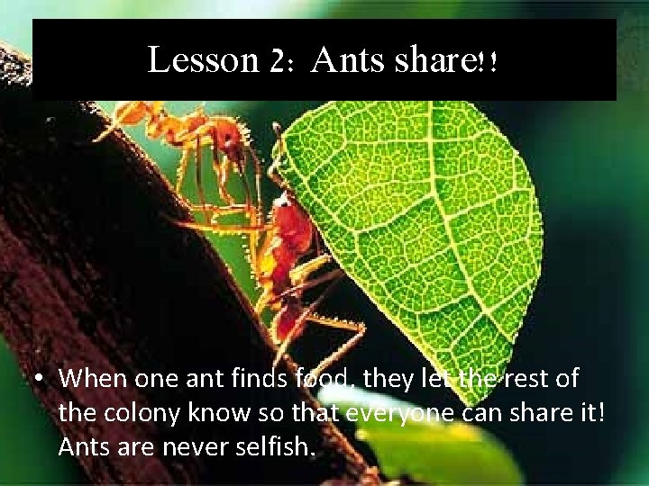Lesson 2: Ants share!! • When one ant finds food, they let the rest