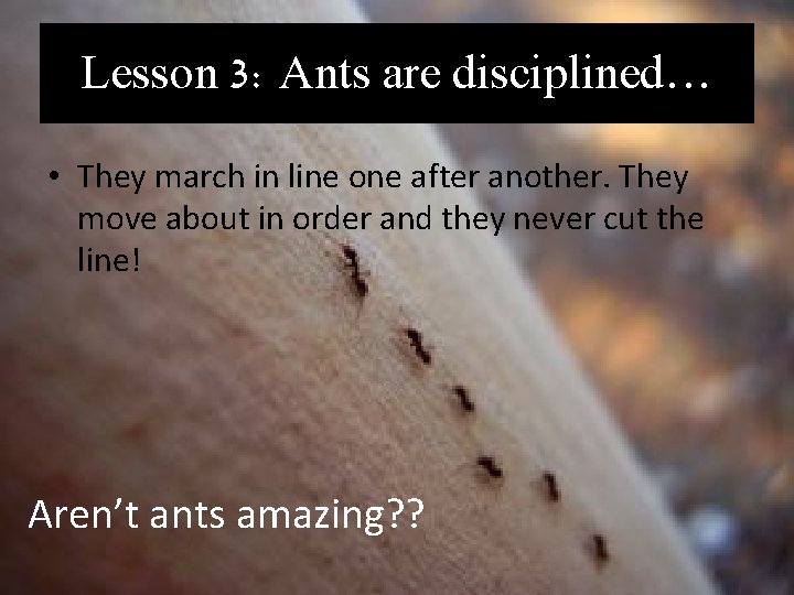 Lesson 3: Ants are disciplined… • They march in line one after another. They