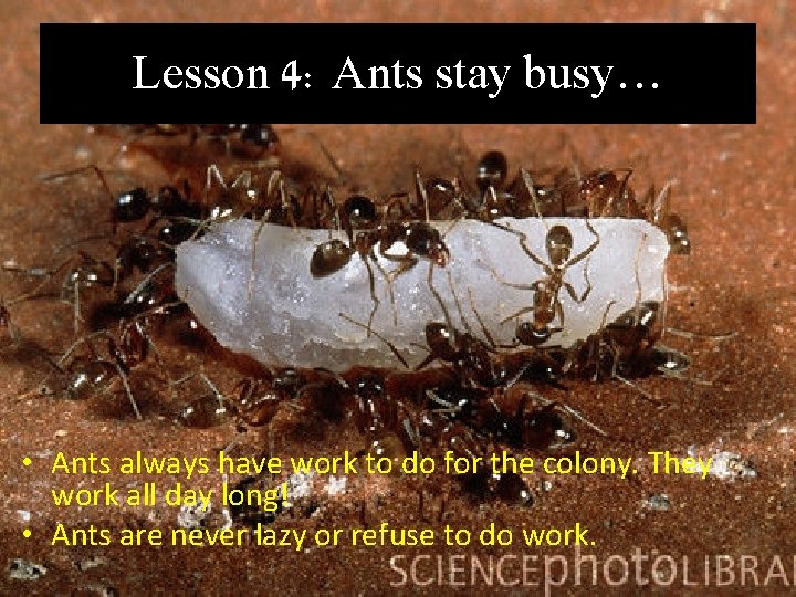 Lesson 4: Ants stay busy… • Ants always have work to do for the