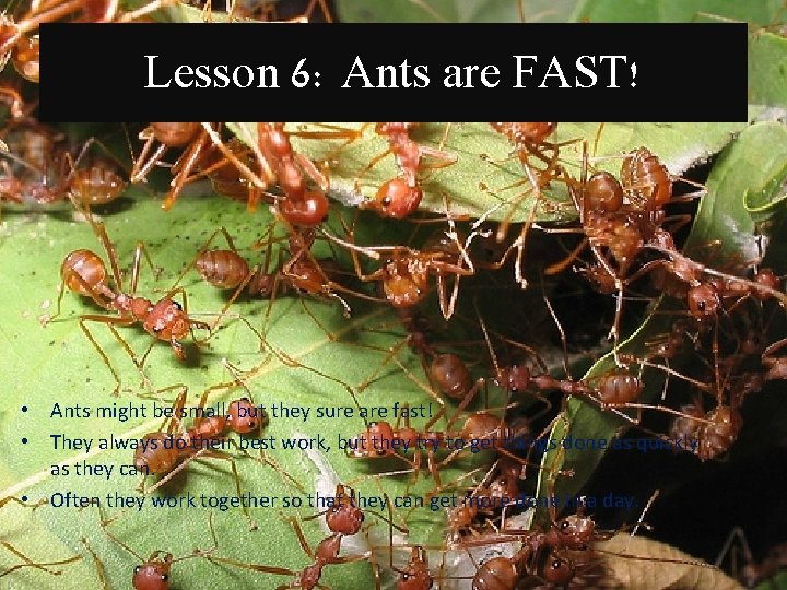 Lesson 6: Ants are FAST! • Ants might be small, but they sure are