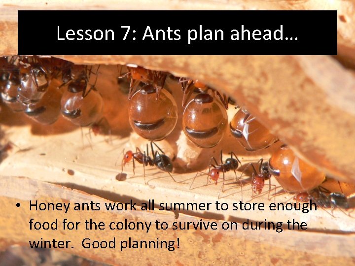 Lesson 7: Ants plan ahead… • Honey ants work all summer to store enough