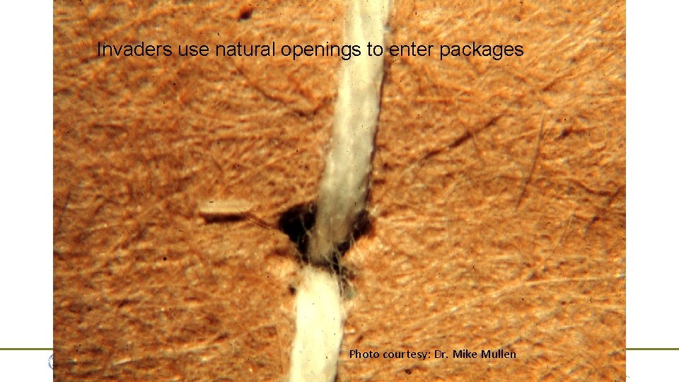 Invaders use natural openings to enter packages Photo courtesy: Dr. Mike Mullen Invaders use natural openings to enter packages Photo courtesy: Dr. Mike Mullen