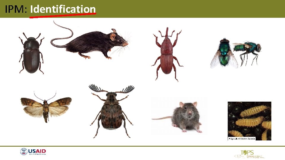 IPM: Identification IPM: Identification