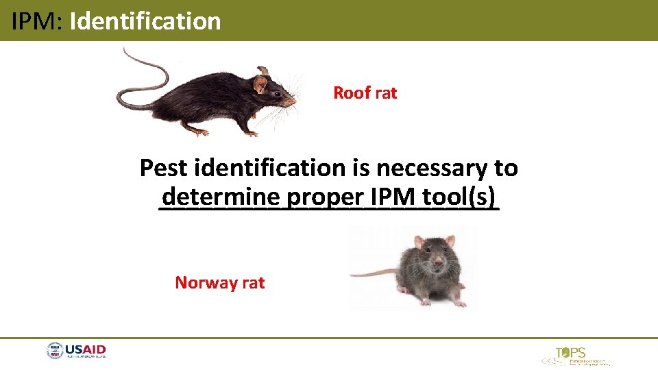 IPM: Identification Roof rat Pest identification is necessary to determine proper IPM tool(s) _____________ IPM: Identification Roof rat Pest identification is necessary to determine proper IPM tool(s) _____________