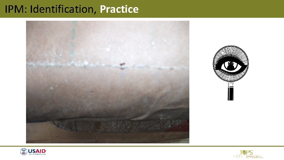 IPM: Identification, Practice IPM: Identification, Practice
