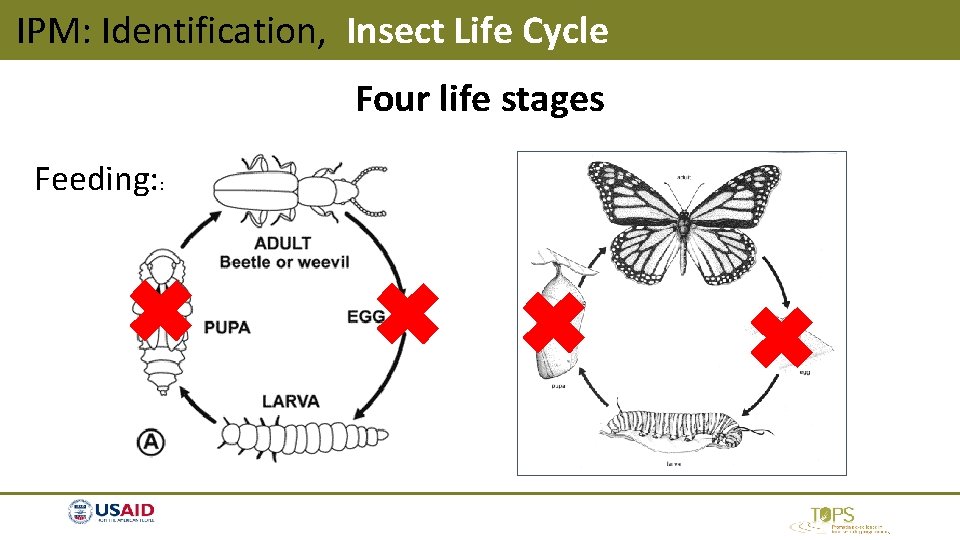 IPM: Identification, Insect Life Cycle Four life stages Feeding: : IPM: Identification, Insect Life Cycle Four life stages Feeding: :