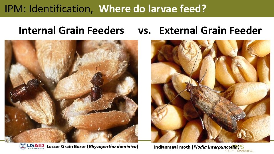 IPM: Identification, Where do larvae feed? Internal Grain Feeders vs. External Grain Feeder Lesser IPM: Identification, Where do larvae feed? Internal Grain Feeders vs. External Grain Feeder Lesser