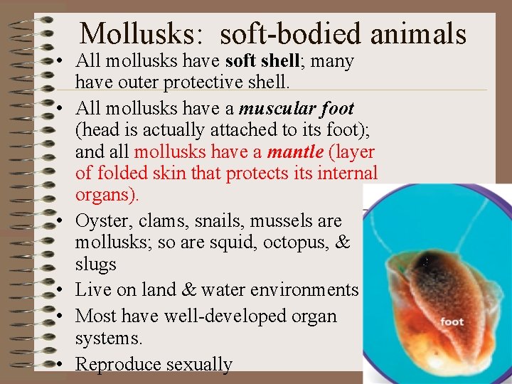 Mollusks: soft-bodied animals • All mollusks have soft shell; many have outer protective shell.