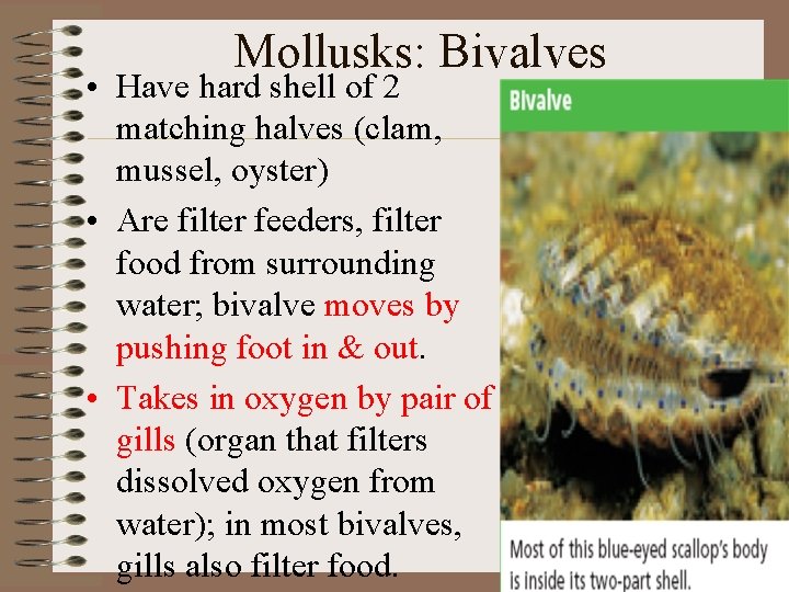 Mollusks: Bivalves • Have hard shell of 2 matching halves (clam, mussel, oyster) •