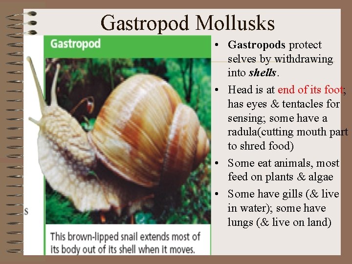 Gastropod Mollusks • Gastropods protect selves by withdrawing into shells. • Head is at