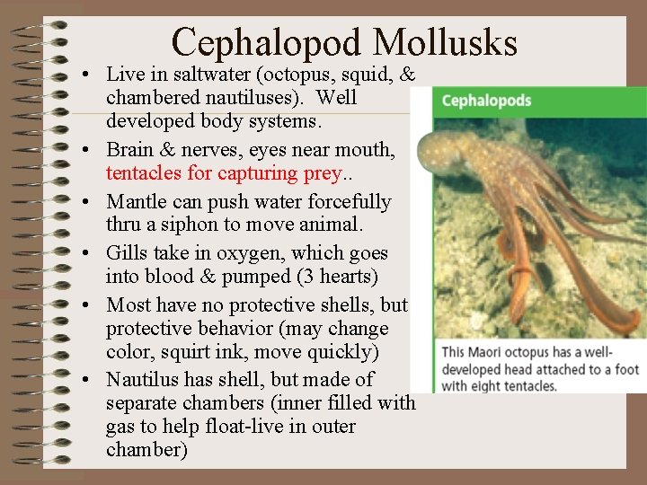 Cephalopod Mollusks • Live in saltwater (octopus, squid, & chambered nautiluses). Well developed body
