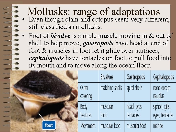 Mollusks: range of adaptations • Even though clam and octopus seem very different, still