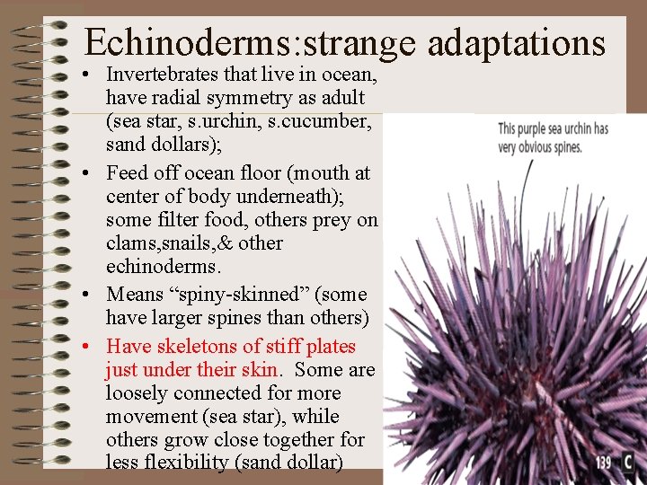 Echinoderms: strange adaptations • Invertebrates that live in ocean, have radial symmetry as adult