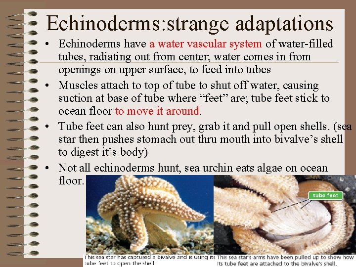 Echinoderms: strange adaptations • Echinoderms have a water vascular system of water-filled tubes, radiating