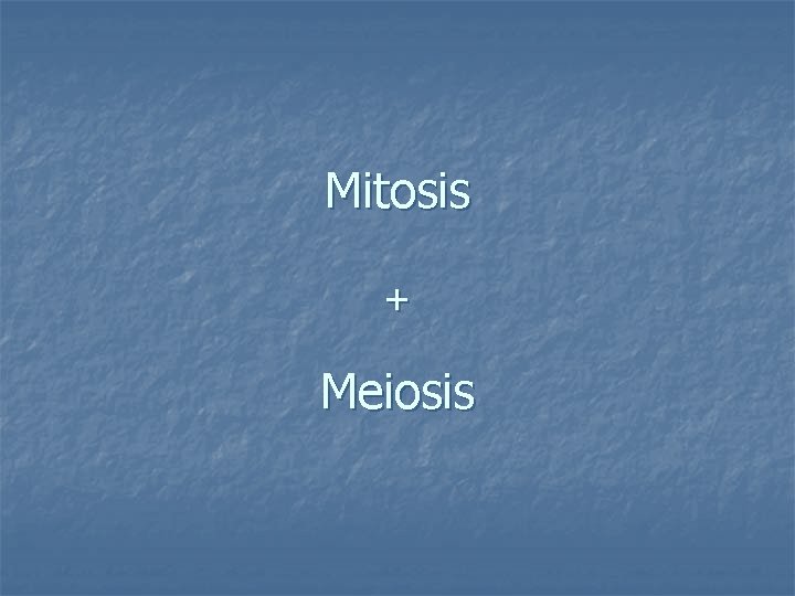 Mitosis + Meiosis 