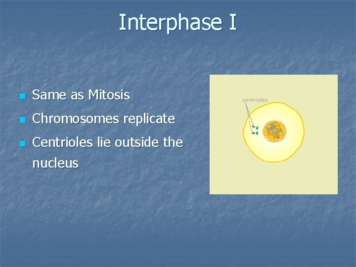 Interphase I n Same as Mitosis n Chromosomes replicate n Centrioles lie outside the
