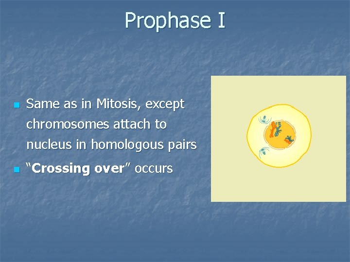 Prophase I n Same as in Mitosis, except chromosomes attach to nucleus in homologous