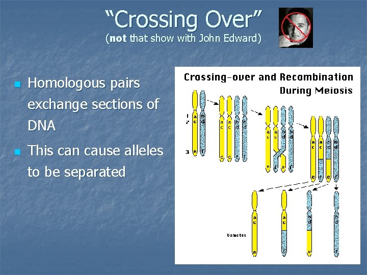 “Crossing Over” (not that show with John Edward) n Homologous pairs exchange sections of