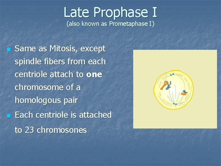 Late Prophase I (also known as Prometaphase I) n Same as Mitosis, except spindle