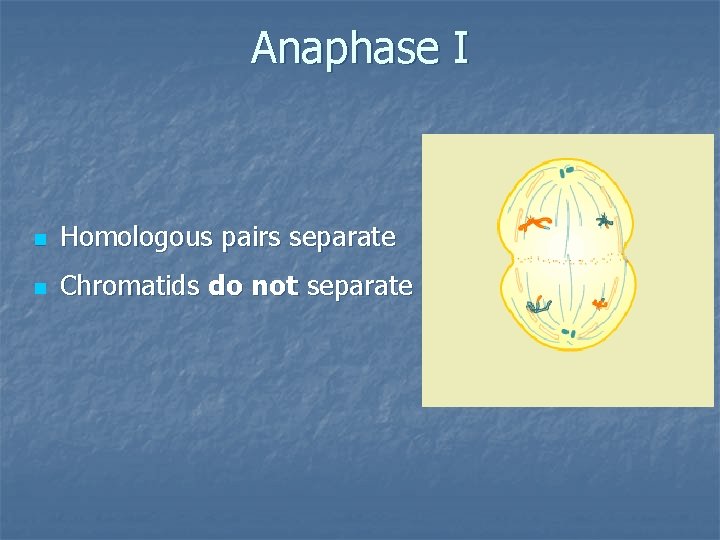 Anaphase I n Homologous pairs separate n Chromatids do not separate 