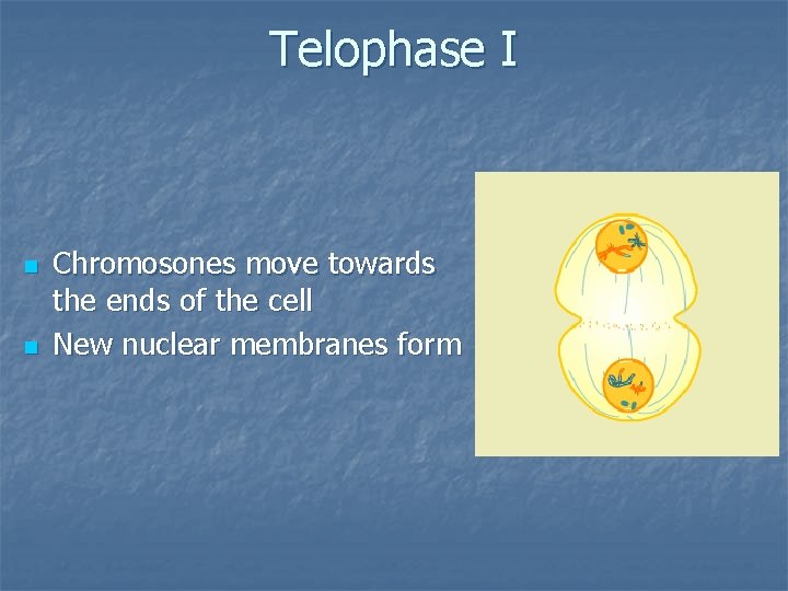 Telophase I n n Chromosones move towards the ends of the cell New nuclear