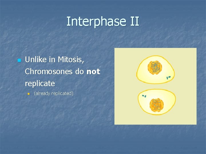 Interphase II n Unlike in Mitosis, Chromosones do not replicate n (already replicated) 