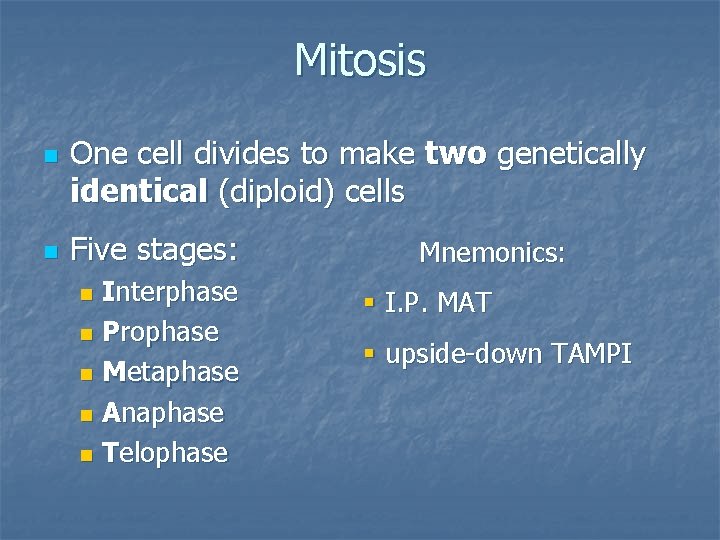Mitosis n n One cell divides to make two genetically identical (diploid) cells Five