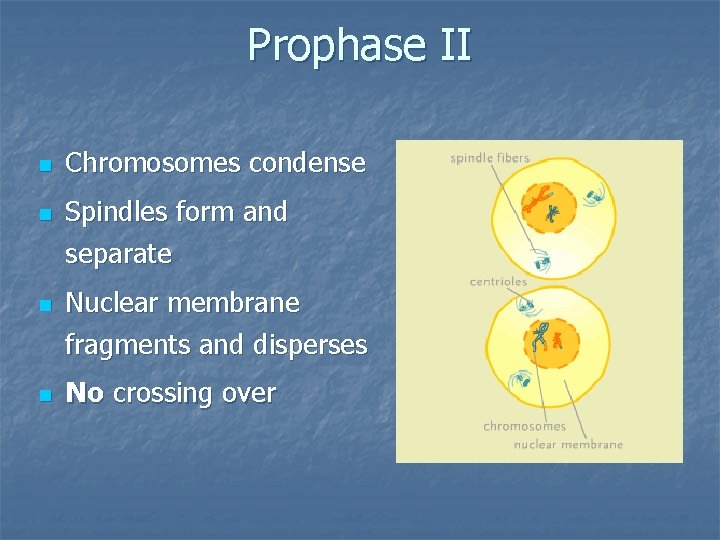 Prophase II n n Chromosomes condense Spindles form and separate Nuclear membrane fragments and