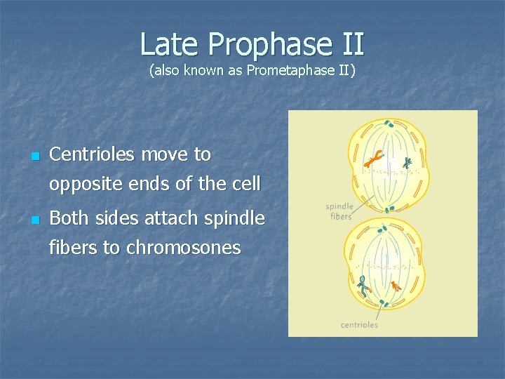 Late Prophase II (also known as Prometaphase II) n n Centrioles move to opposite